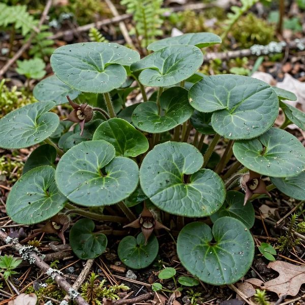 Asarum minus