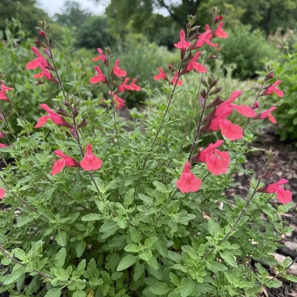 Salvia greggii 'Lipstick'