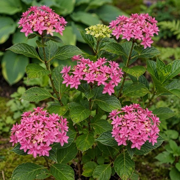 Hydrangea macrophylla 'Princess Diana'