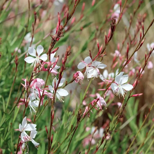 Gaura lindheimeri 'Dauphin'