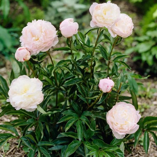 Paeonia lactiflora 'Shirley Temple'