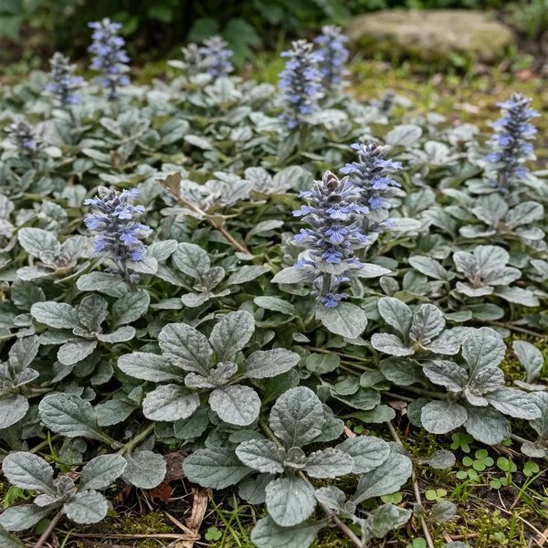 Ajuga reptans 'Gray Lady'