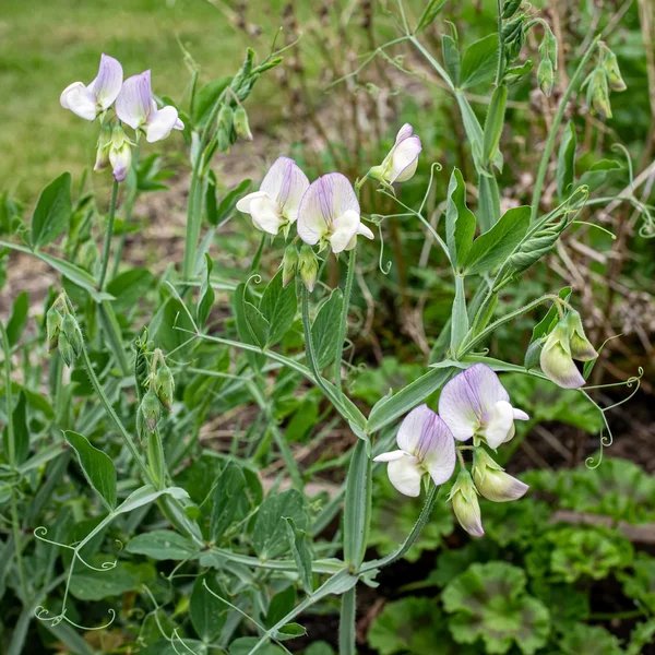 Lathyrus odoratus 'April in Paris'