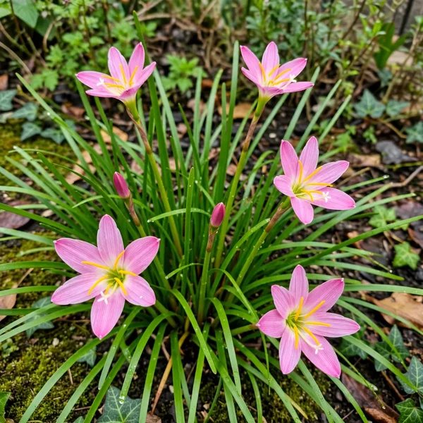 Zephyranthes candida 'Pink Panther'