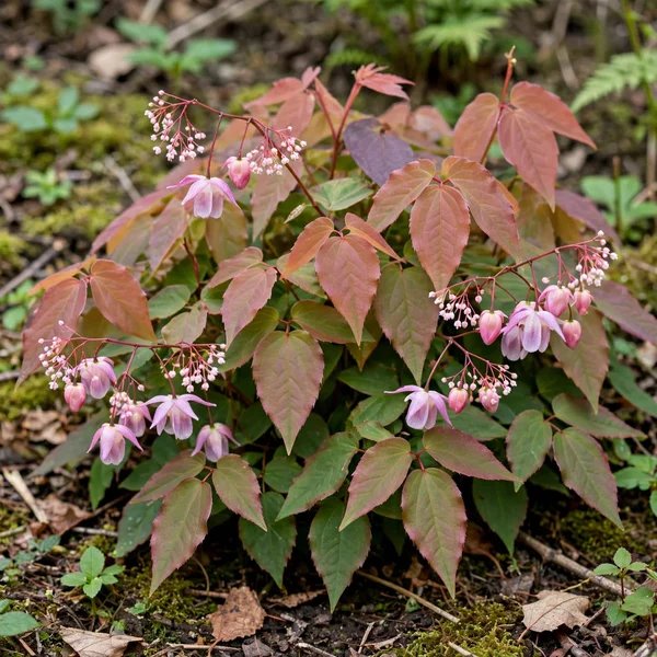 Epimedium youngianum 'Roseum'