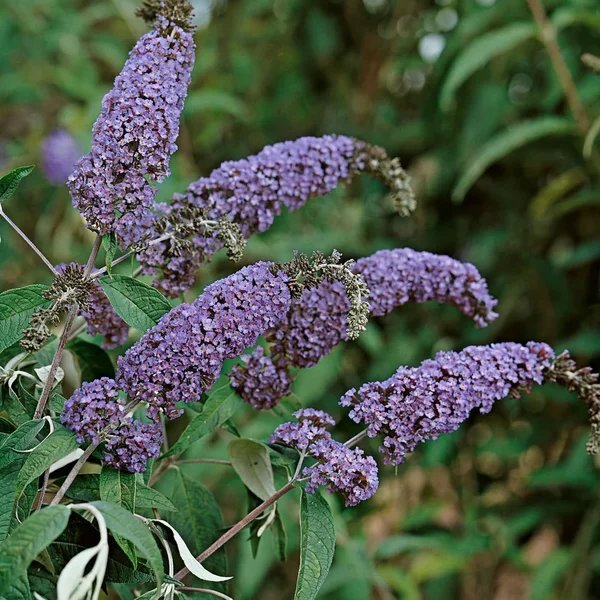 Buddleja davidii 'Bonnie'