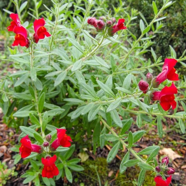 Galvezia speciosa 'Firecracker'