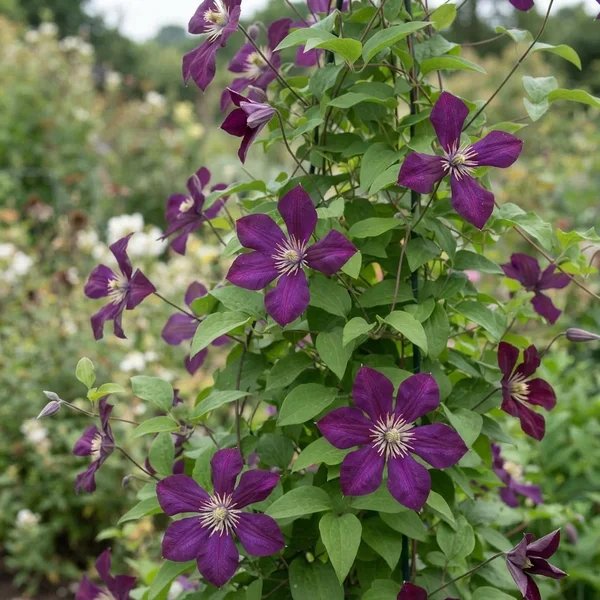 Clematis viticella 'Mrs Yuki'