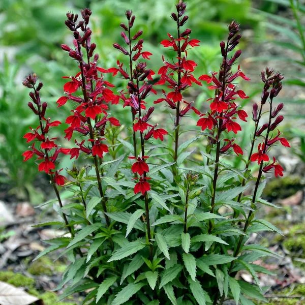 Lobelia speciosa 'Compliment Deep Red'