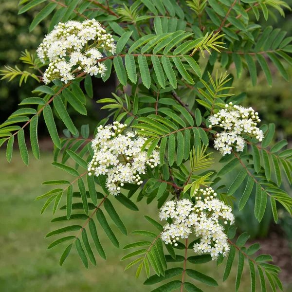 Sorbus aucuparia 'Joseph Rock'