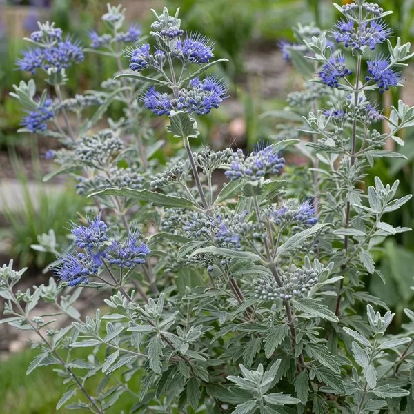 Caryopteris x clandonensis 'Beekeeper'