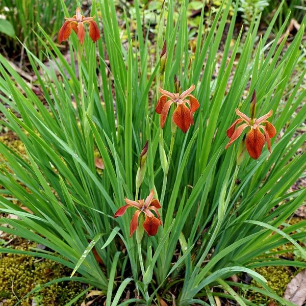 Iris fulva 'Lois'