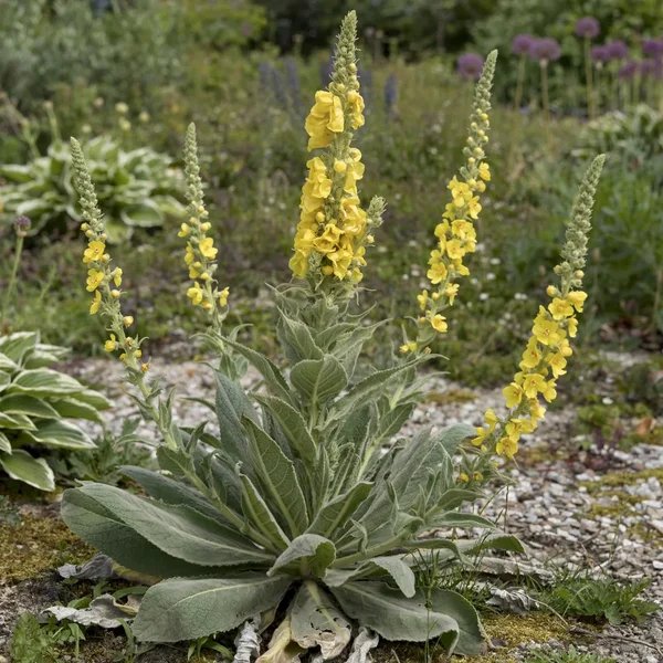 Verbascum x hybridum 'Cotswold King'