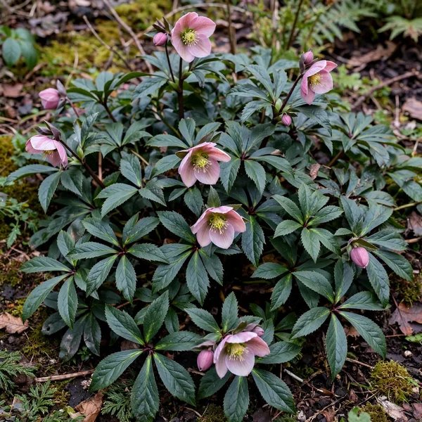 Helleborus x ericsmithii 'Pink Beauty'