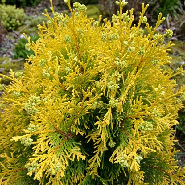Thuja orientalis 'Golden Ball'
