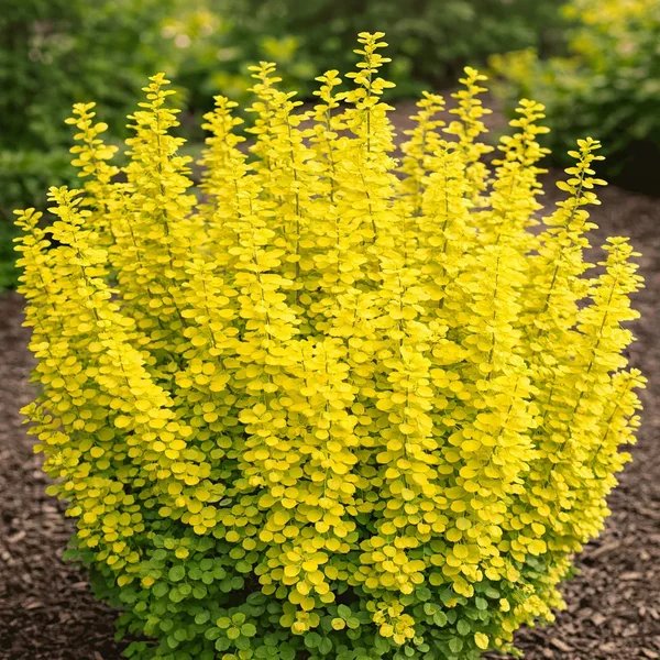 Berberis thunbergii 'Gold Pillar'