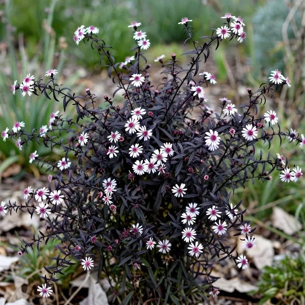 Symphyotrichum lateriflorum 'Lady in Black'