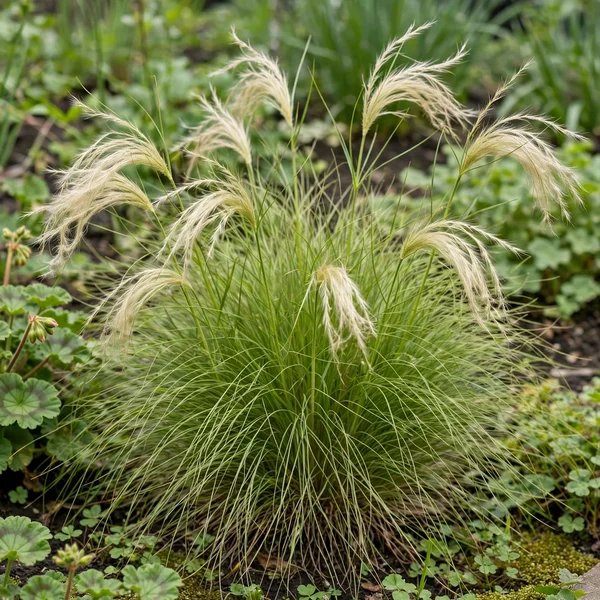 Stipa tenuissima 'Ponytails'