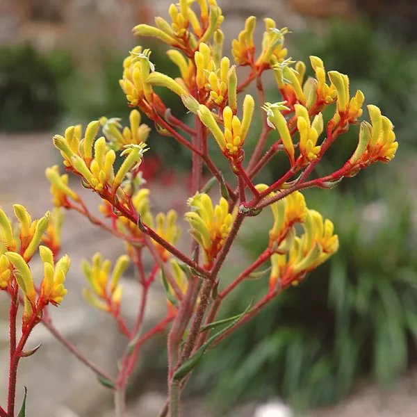 Anigozanthos manglesii 'Harmony'