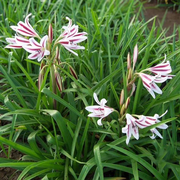 Crinum x baconi 'Fourth of July'