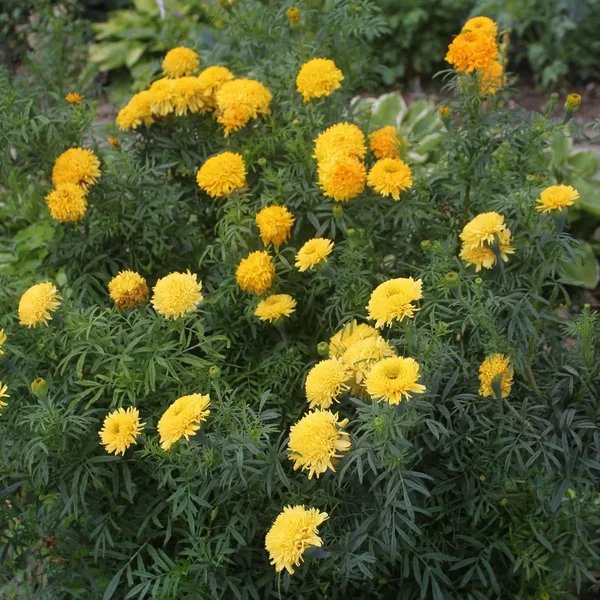 Tagetes erecta 'Villandry'