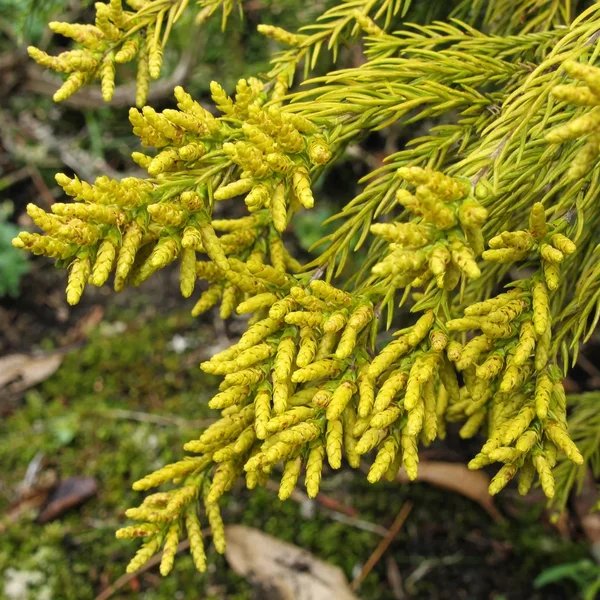 Cryptomeria japonica 'Yellow Twig'