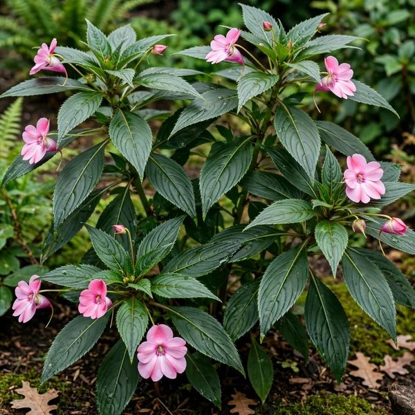 Impatiens sodenii 'La Vida Rosa'