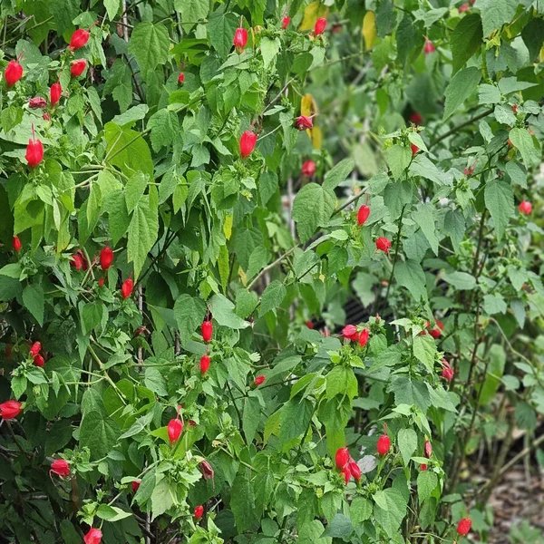 Malvaviscus drummondii 'Big Momma'