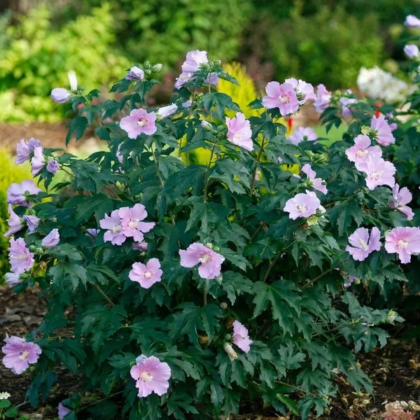 Hibiscus syriacus 'Pollypetite'