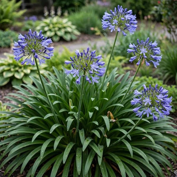 Agapanthus comptonii 'Headbourne Hybrids'