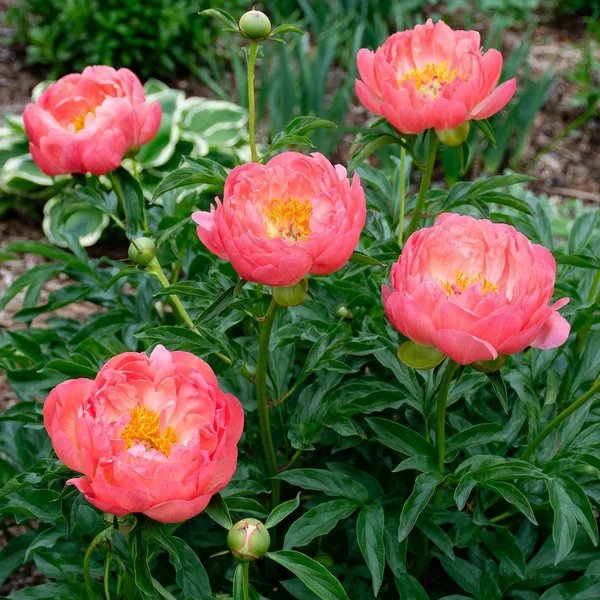 Paeonia suffruticosa 'Coral Charm'