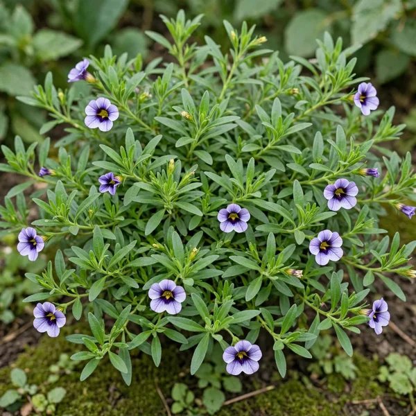 Calibrachoa x hybrida 'Blue Moon Punch'