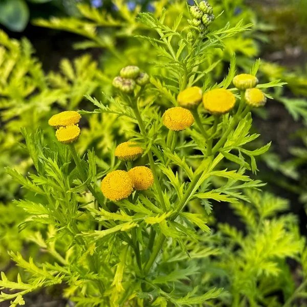 Tanacetum vulgare 'Isla Gold'