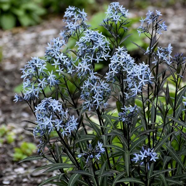 Amsonia tabernaemontana 'Storm Cloud'