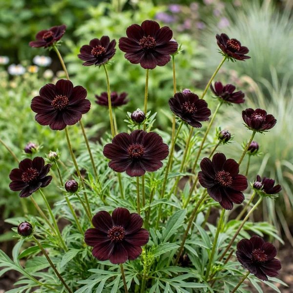 Cosmos bipinnatus 'Chocolate'