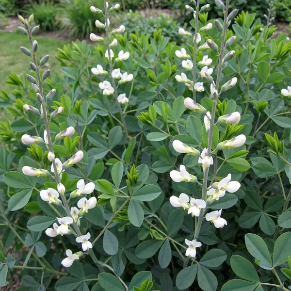 Baptisia alba 'macrophylla'