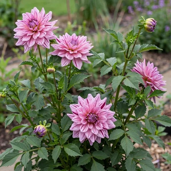 Dahlia x hybrida 'Maki'