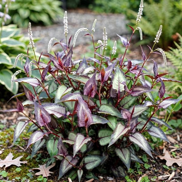 Persicaria microcephala 'Silver Dragon'