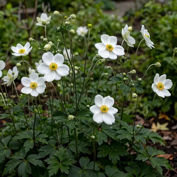 Anemone x hybrida 'Honorine Jobert'