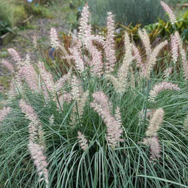 Pennisetum orientale 'Shogun'