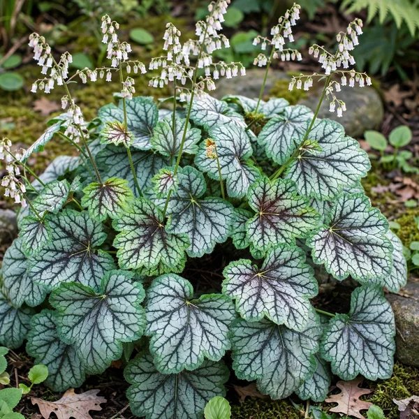 Heucherella x hybrida 'Silver Streak'