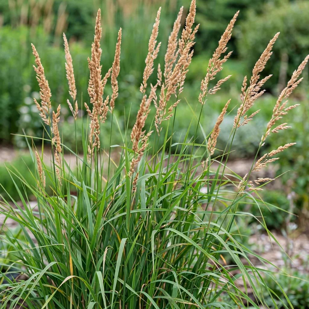 Feather Reed Grass