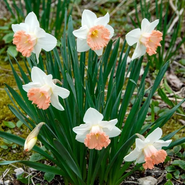 Narcissus pseudonarcissus 'British Gamble Giant'