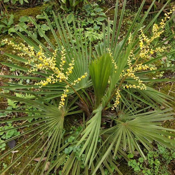 Trachycarpus nanus