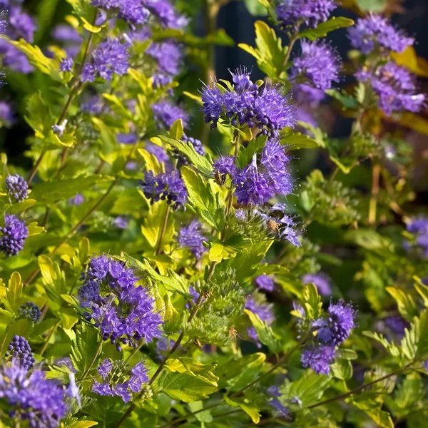 Caryopteris x clandonensis 'Sunshine Blue II'