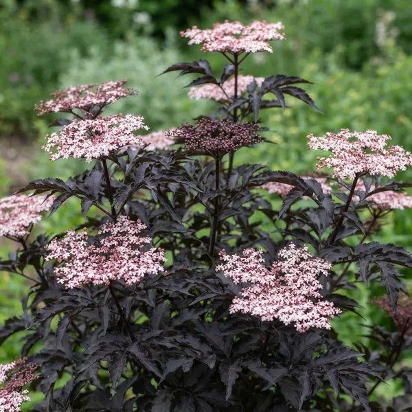 Sambucus nigra 'Black Tower'