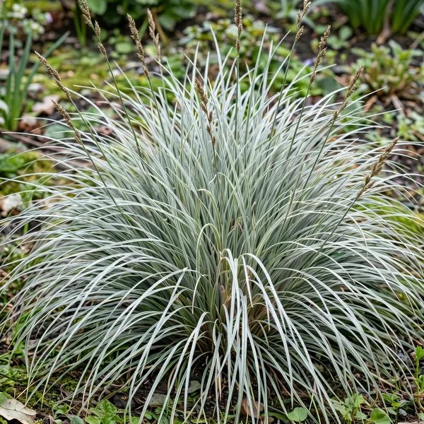 Carex x hybrida 'Silver Scepter'