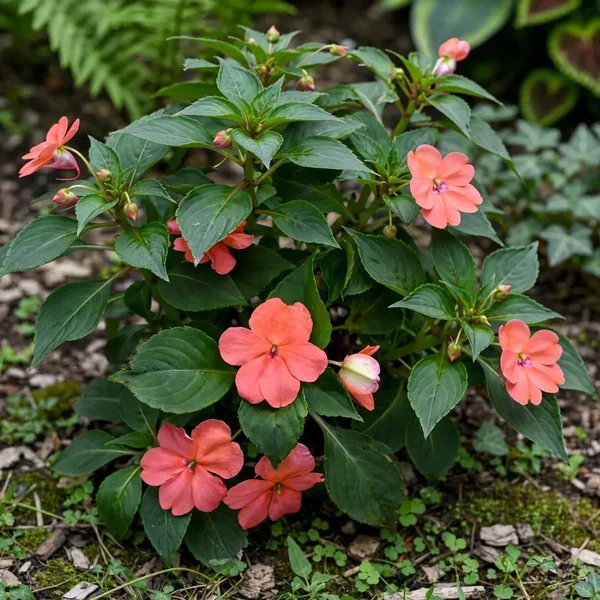Impatiens wallerana 'Hot Coral'