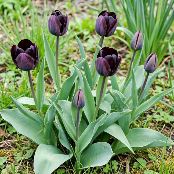 Tulipa gesneriana 'Blueberry Chocolate'