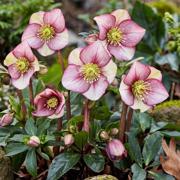 Helleborus x hybridus 'Southern Belles Strain'